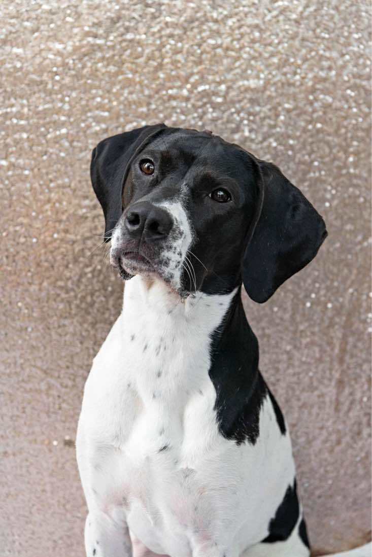 Tiger Lily, an adoptable English Pointer, Bloodhound in Verona, NJ, 07044 | Photo Image 1