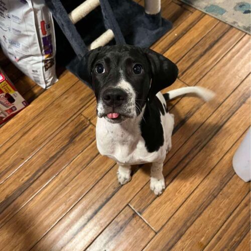 Tiger Lily, an adoptable English Pointer, Bloodhound in Verona, NJ, 07044 | Photo Image 2