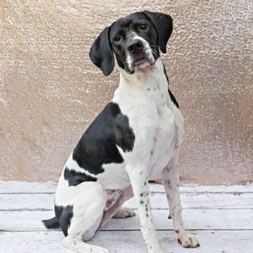 Tiger Lily, an adoptable English Pointer, Bloodhound in Verona, NJ, 07044 | Photo Image 3