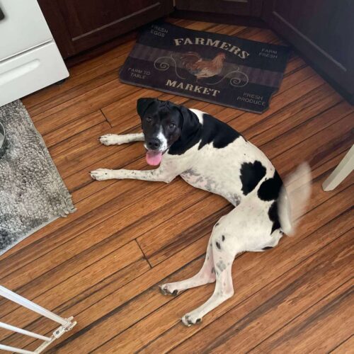 Tiger Lily, an adoptable English Pointer, Bloodhound in Verona, NJ, 07044 | Photo Image 5