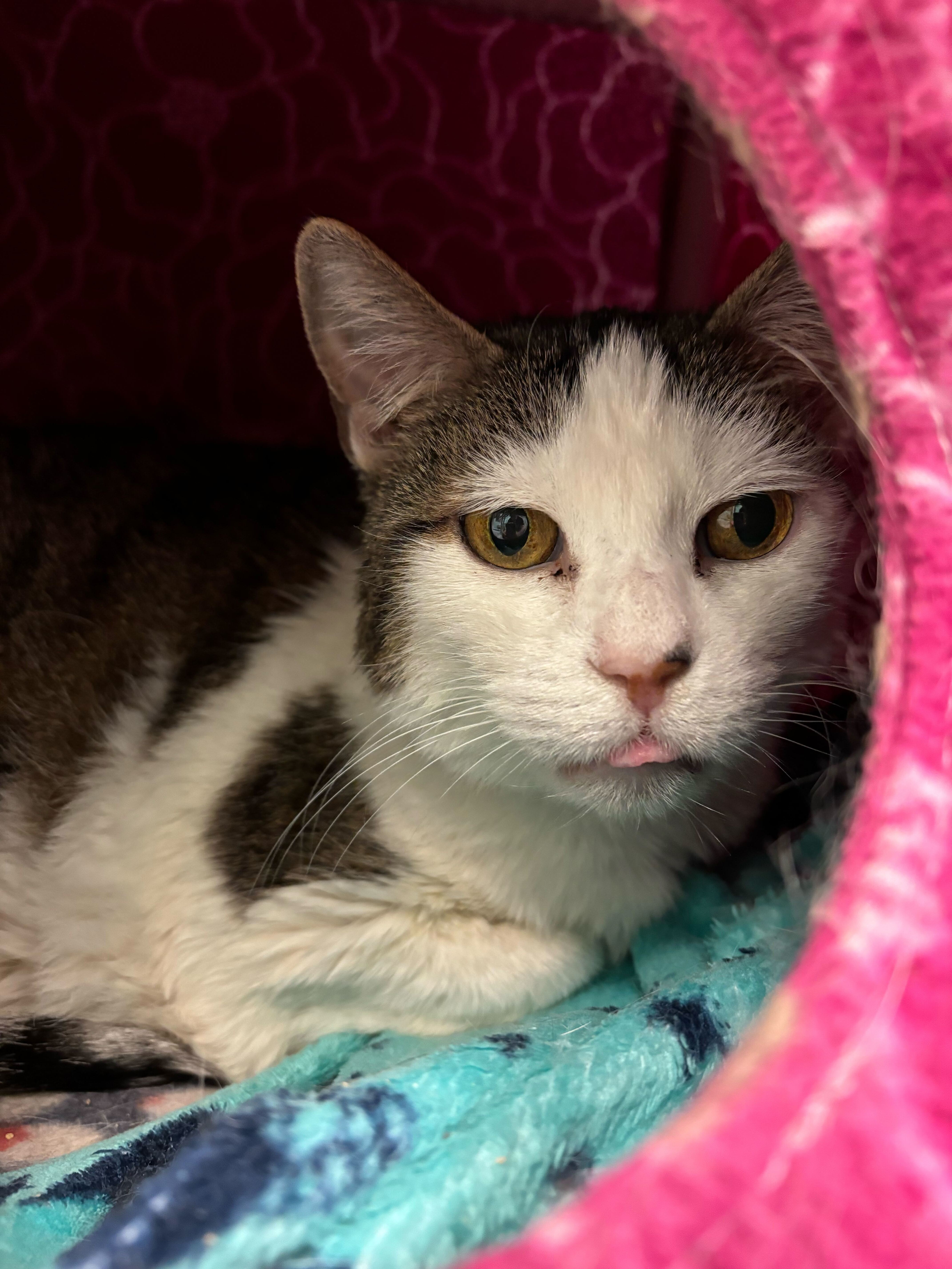 Dori, an adoptable Domestic Short Hair in Bothell, WA, 98012 | Photo Image 1