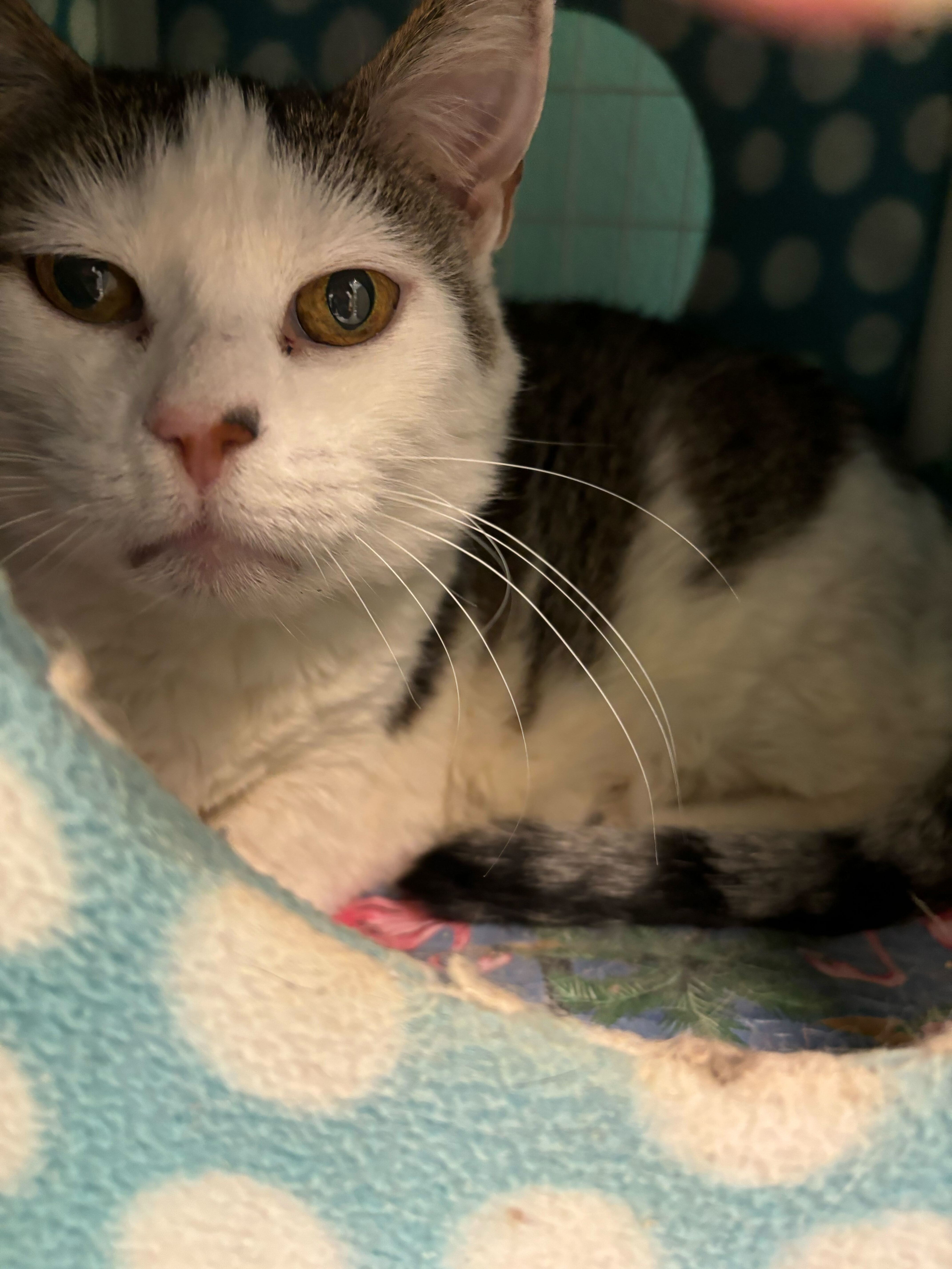 Dori, an adoptable Domestic Short Hair in Bothell, WA, 98012 | Photo Image 2