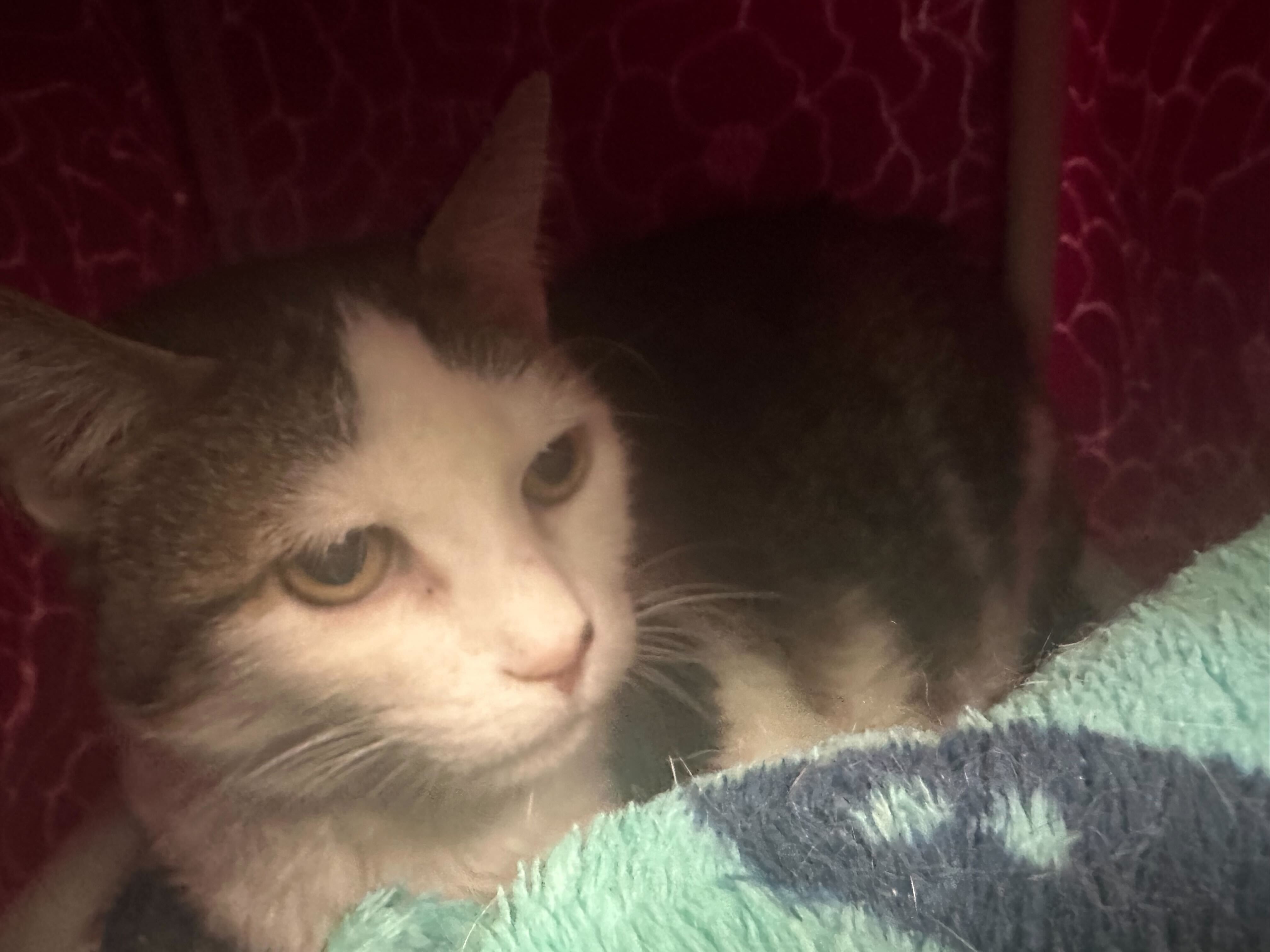 Dori, an adoptable Domestic Short Hair in Bothell, WA, 98012 | Photo Image 3