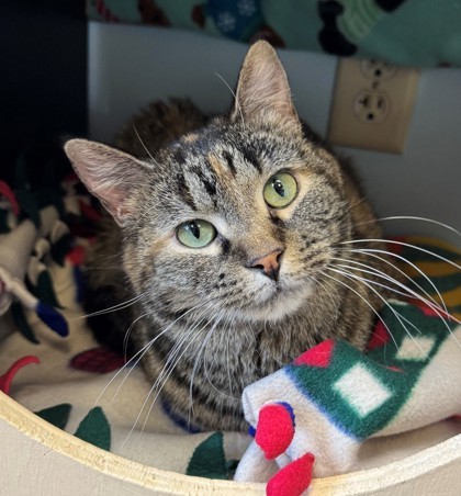 Opera, an adoptable Domestic Short Hair in Willmar, MN, 56201 | Photo Image 1