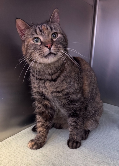 Opera, an adoptable Domestic Short Hair in Willmar, MN, 56201 | Photo Image 2