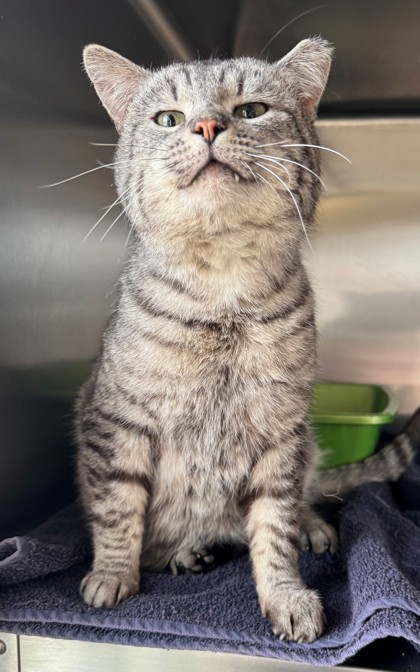 Papa, an adoptable Domestic Short Hair in Willmar, MN, 56201 | Photo Image 1