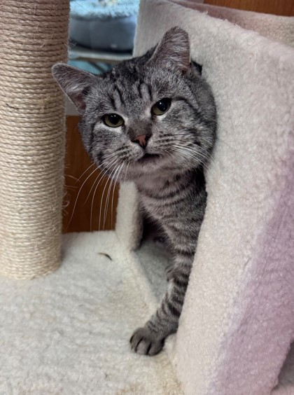 Papa, an adoptable Domestic Short Hair in Willmar, MN, 56201 | Photo Image 2
