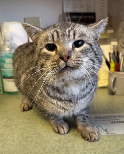 Papa, an adoptable Domestic Short Hair in Willmar, MN, 56201 | Photo Image 3