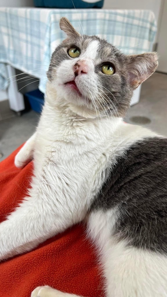 Chandler, an adoptable Domestic Short Hair in Sultan, WA, 98294 | Photo Image 1