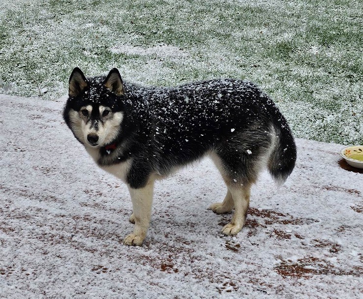Penelope, an adoptable Husky in Sultan, WA, 98294 | Photo Image 1