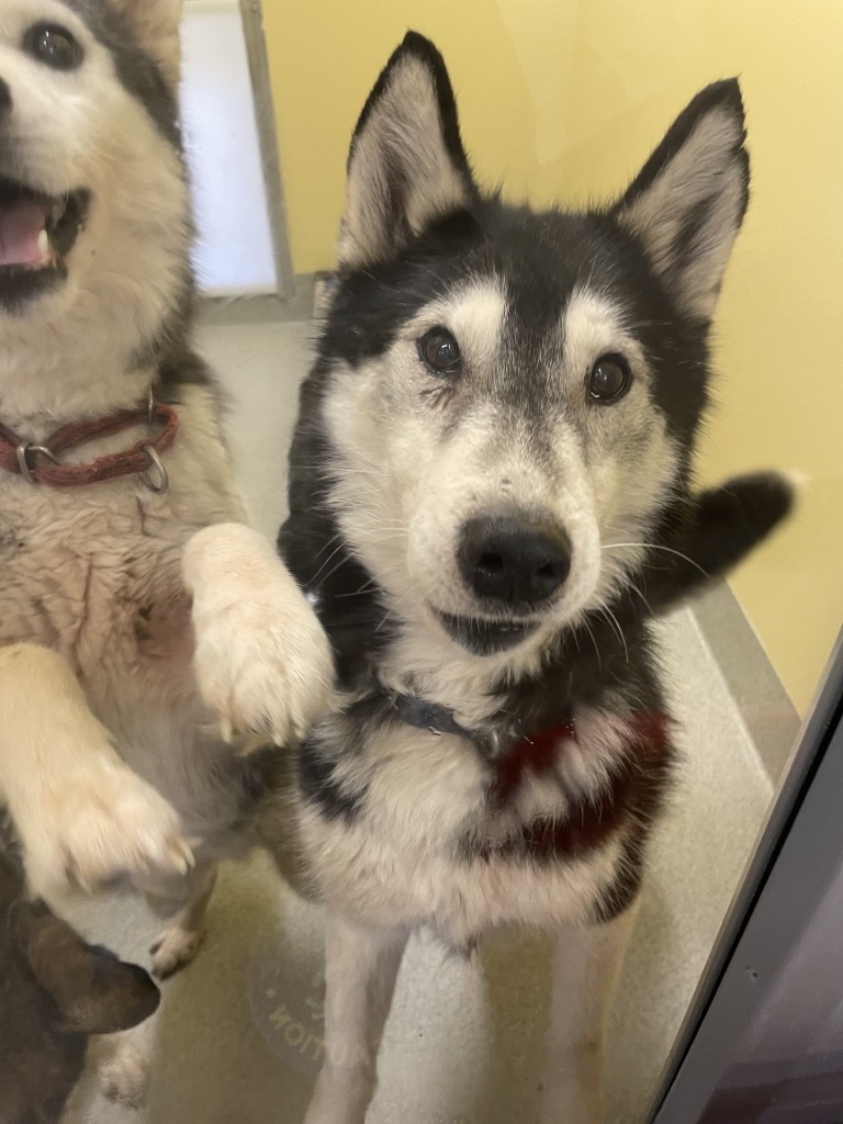 Penelope, an adoptable Husky in Sultan, WA, 98294 | Photo Image 2