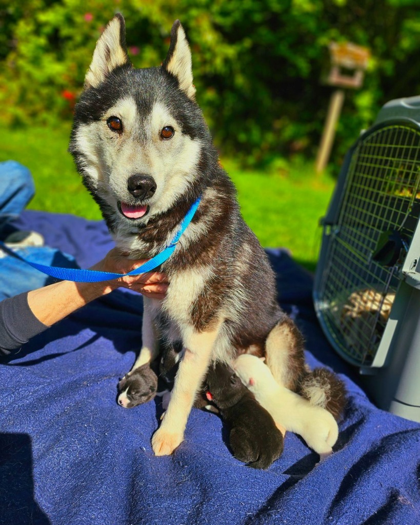 Penelope, an adoptable Husky in Sultan, WA, 98294 | Photo Image 3