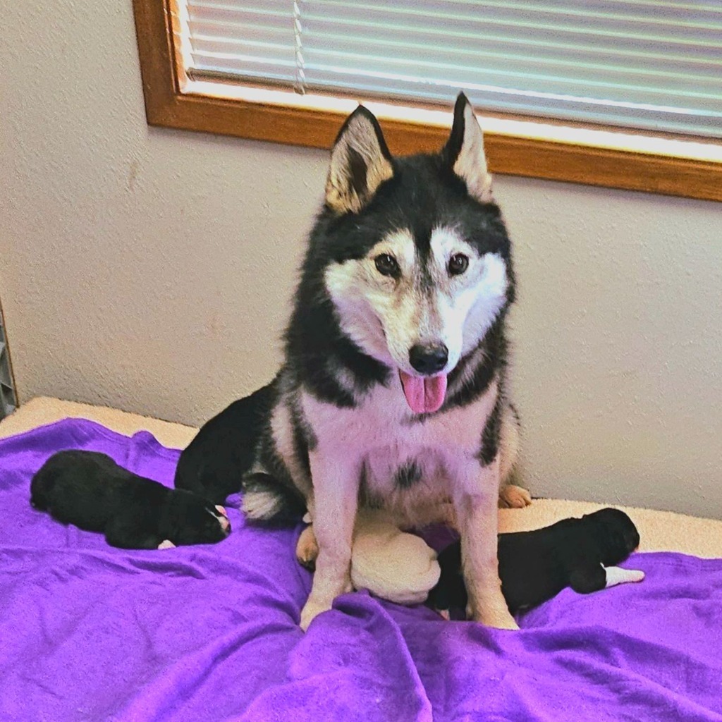 Penelope, an adoptable Husky in Sultan, WA, 98294 | Photo Image 4