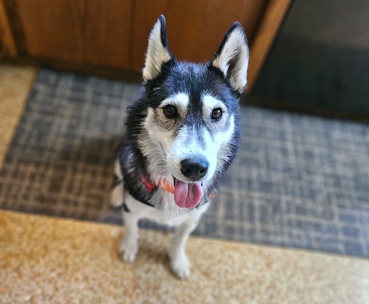 Penelope, an adoptable Husky in Sultan, WA, 98294 | Photo Image 5