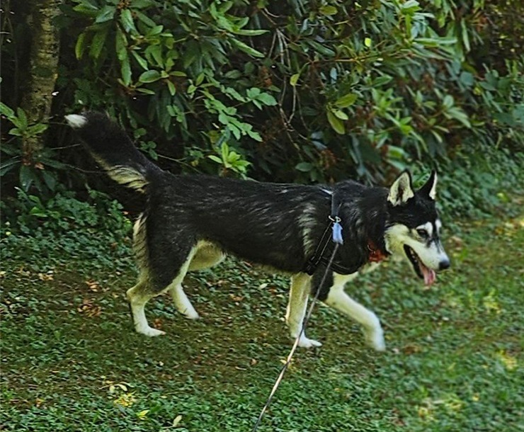 Penelope, an adoptable Husky in Sultan, WA, 98294 | Photo Image 6