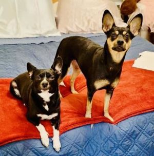 Maggie &amp; Minnie, Young Female Mixed Breed
