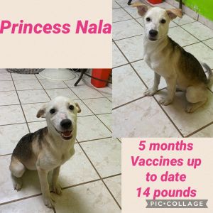 Princess Nala