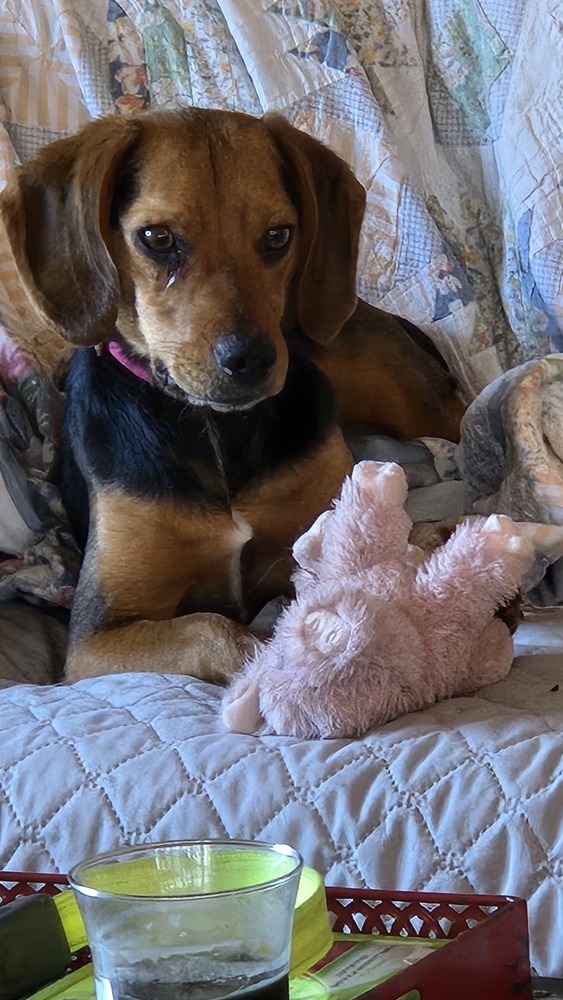 Jolene, an adoptable Sarplaninac, Black and Tan Coonhound in Warrenton, MO, 63383 | Photo Image 1