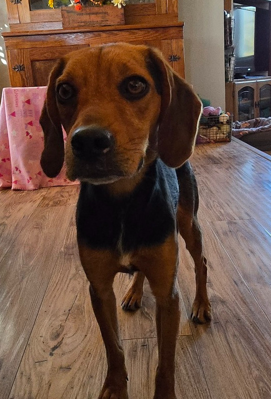 Jolene, an adoptable Sarplaninac, Black and Tan Coonhound in Warrenton, MO, 63383 | Photo Image 2