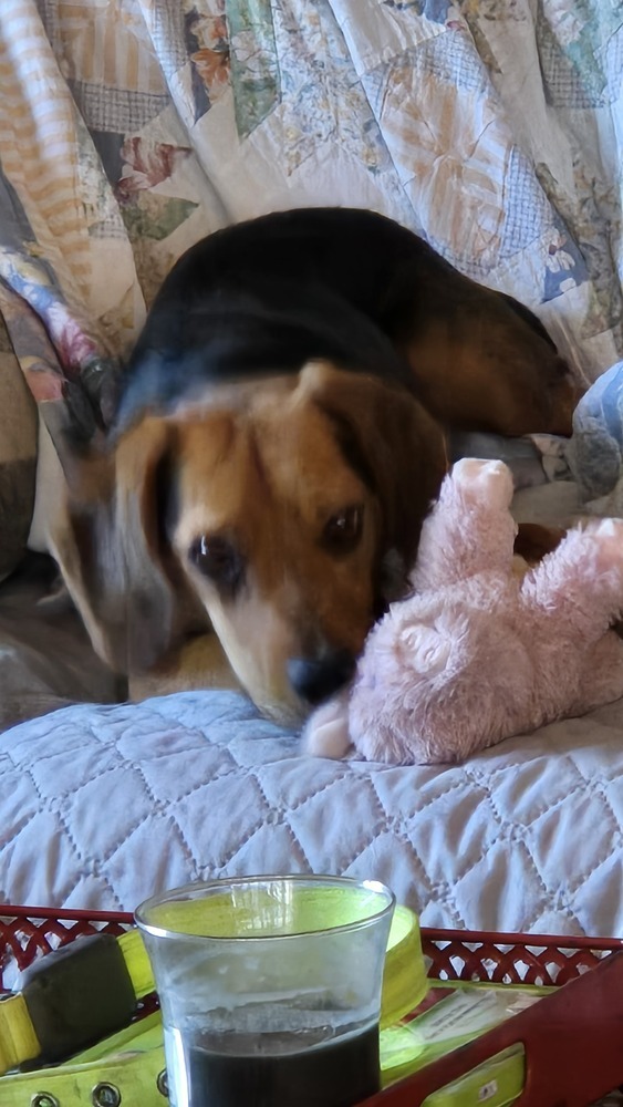 Jolene, an adoptable Sarplaninac, Black and Tan Coonhound in Warrenton, MO, 63383 | Photo Image 3