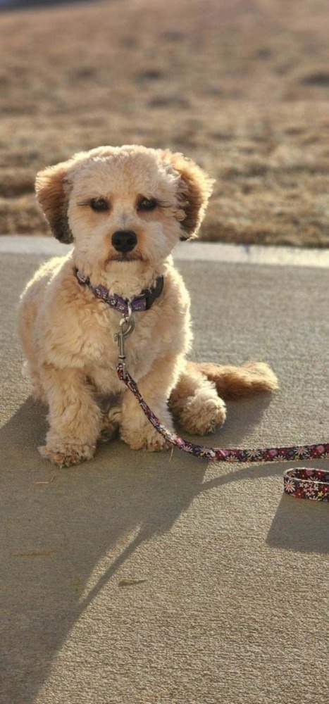 Halle - fostered in Omaha, an adoptable Pekingese, Poodle in Shawnee Mission, KS, 66225 | Photo Image 2