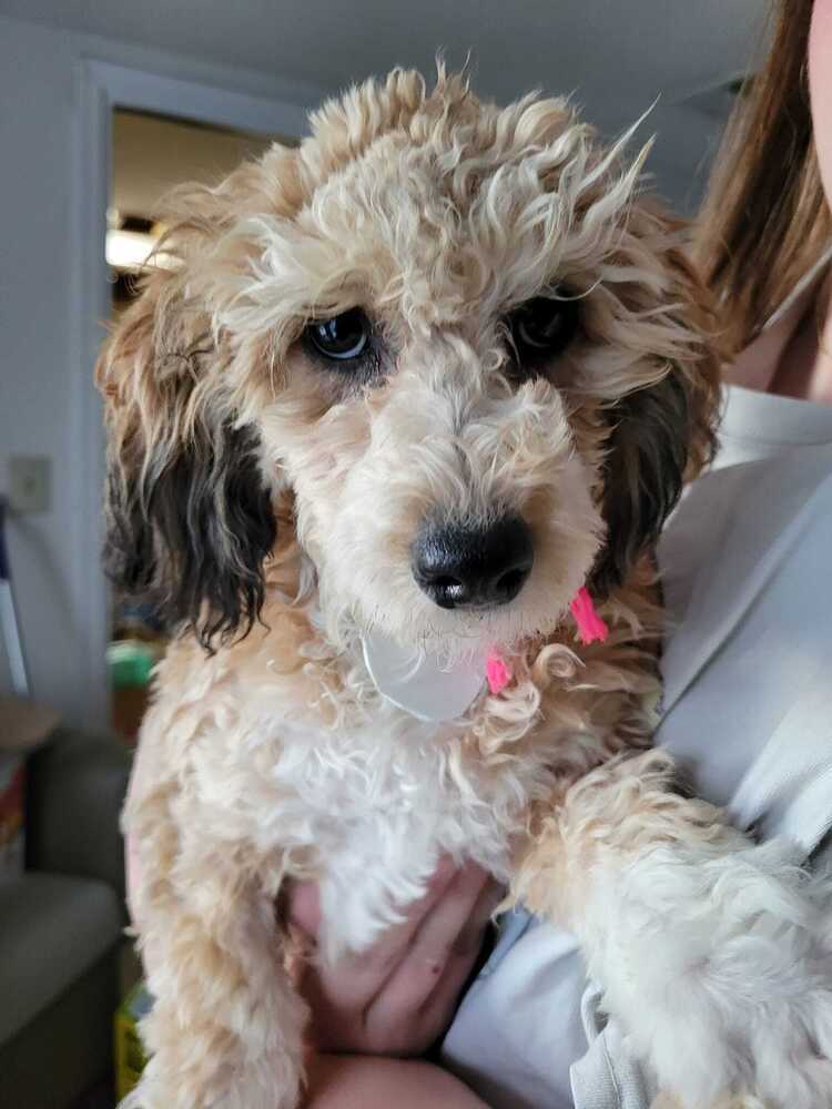 Halle - fostered in Omaha, an adoptable Pekingese, Poodle in Shawnee Mission, KS, 66225 | Photo Image 6