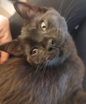 Petra, Baby Female Siamese