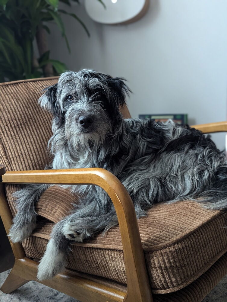 Autumn : Muffin, an adoptable Goldendoodle, Great Pyrenees in Aurora, IN, 47001 | Photo Image 1