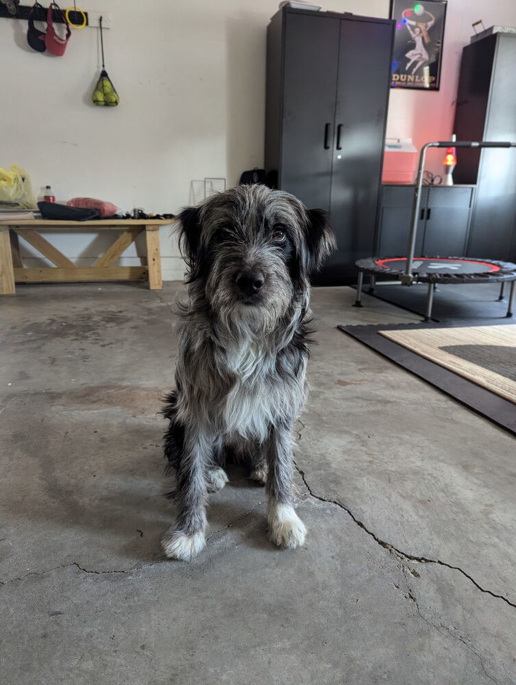 Autumn : Muffin, an adoptable Goldendoodle, Great Pyrenees in Aurora, IN, 47001 | Photo Image 3