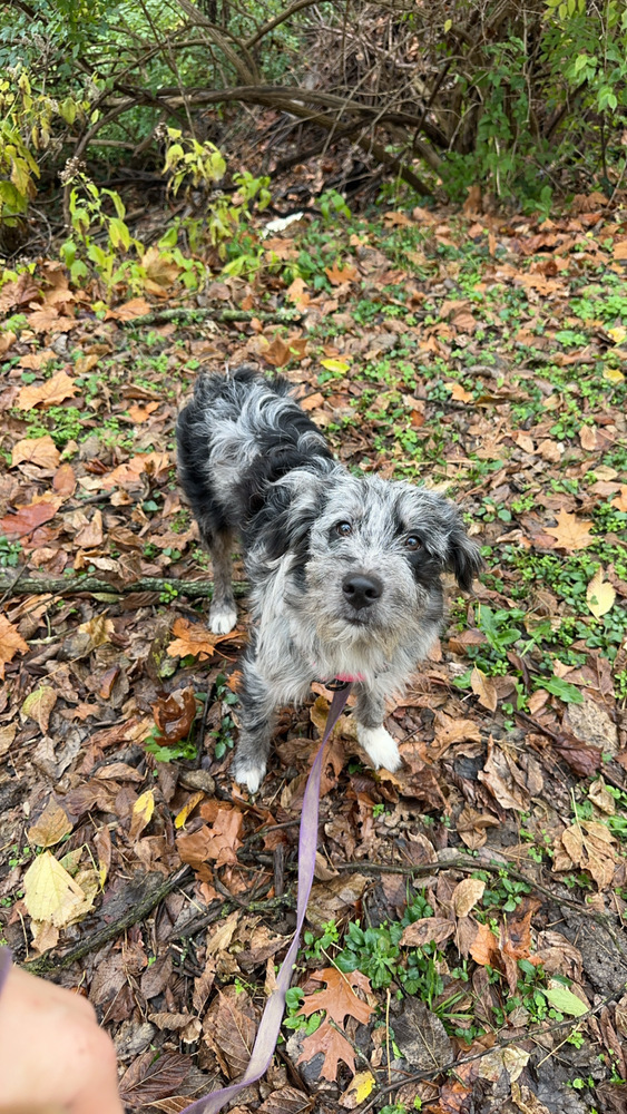 Autumn : Muffin, an adoptable Goldendoodle, Great Pyrenees in Aurora, IN, 47001 | Photo Image 5