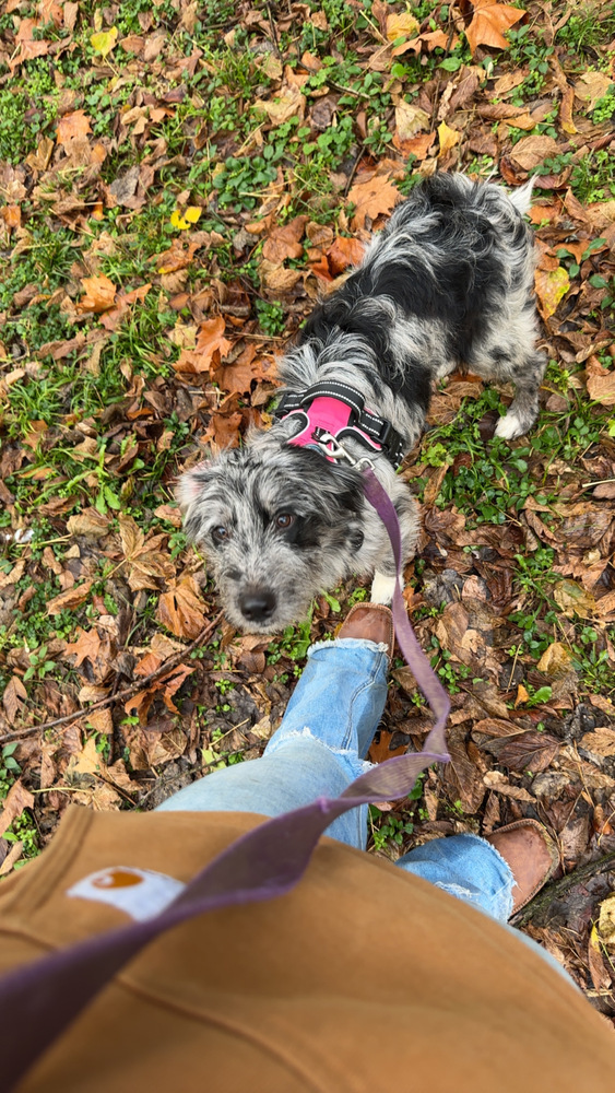 Autumn : Muffin, an adoptable Goldendoodle, Great Pyrenees in Aurora, IN, 47001 | Photo Image 6