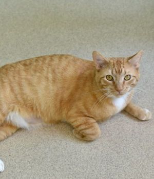 Raja came to Good Mews when his owner was no longer able to care for him Raja means King and