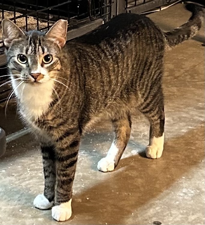 Mr. Socks, an adoptable Domestic Short Hair in Bossier City, LA, 71111 | Photo Image 1