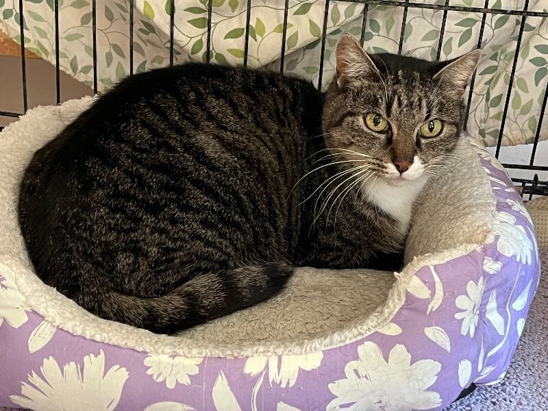 Fancy Feet, an adoptable Domestic Short Hair in Bentonville, AR, 72712 | Photo Image 3