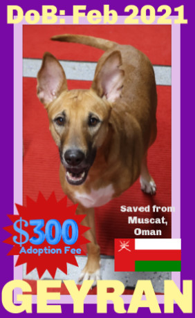 GEYRAN - Front Leg Amputee - $150, an adoptable German Shepherd Dog, Saluki in Sebec, ME, 04481 | Photo Image 1