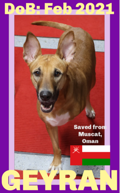 GEYRAN - Front Leg Amputee - $350, an adoptable German Shepherd Dog, Saluki in Sebec, ME, 04481 | Photo Image 1
