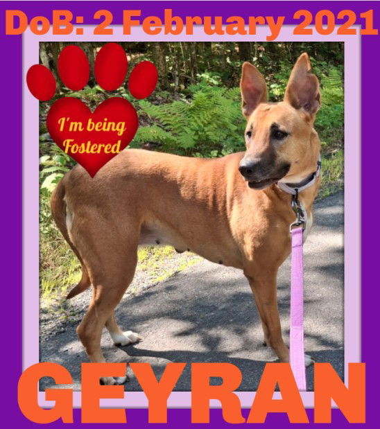 GEYRAN - Front Leg Amputee - $350, an adoptable German Shepherd Dog, Saluki in Sebec, ME, 04481 | Photo Image 1