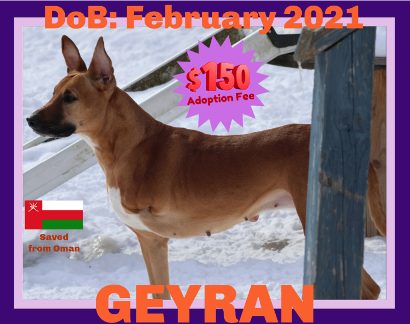 GEYRAN - Front Leg Amputee - $150, an adoptable German Shepherd Dog, Saluki in Sebec, ME, 04481 | Photo Image 2