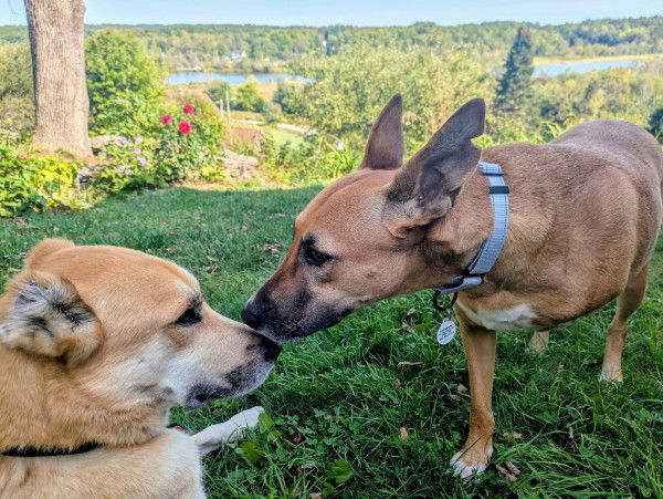 GEYRAN - Front Leg Amputee - $350 2