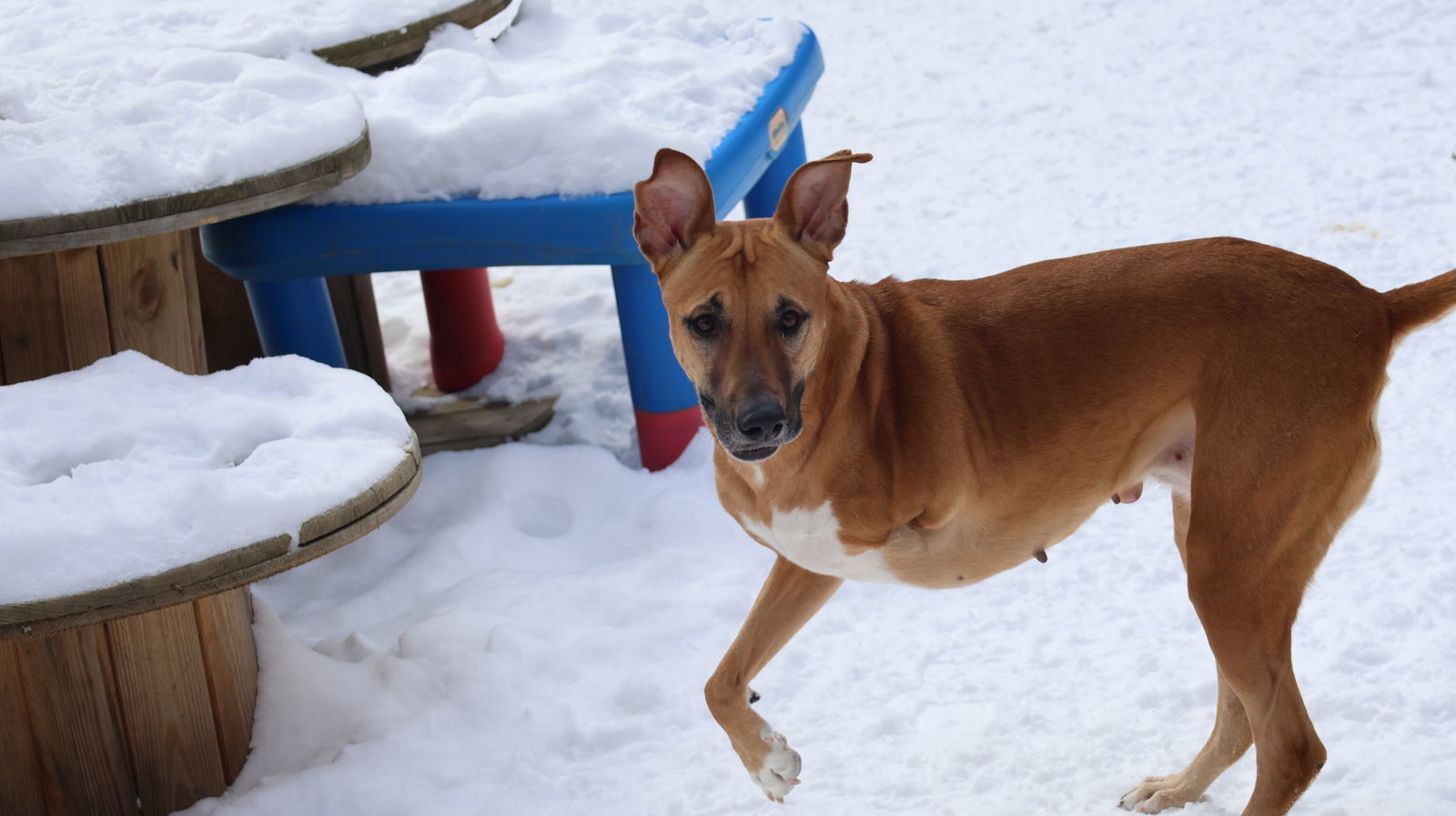 GEYRAN - Front Leg Amputee - $150, an adoptable German Shepherd Dog, Saluki in Sebec, ME, 04481 | Photo Image 3