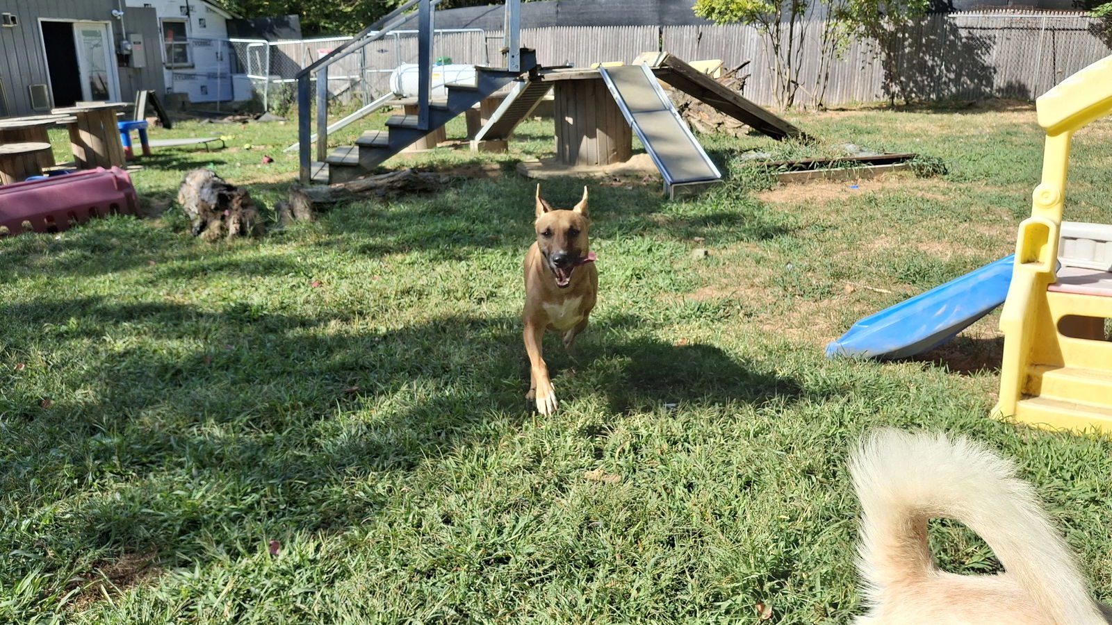 GEYRAN - Front Leg Amputee - $350, an adoptable German Shepherd Dog, Saluki in Sebec, ME, 04481 | Photo Image 3