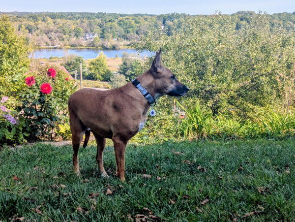 GEYRAN - Front Leg Amputee - $350, an adoptable German Shepherd Dog, Saluki in Sebec, ME, 04481 | Photo Image 3