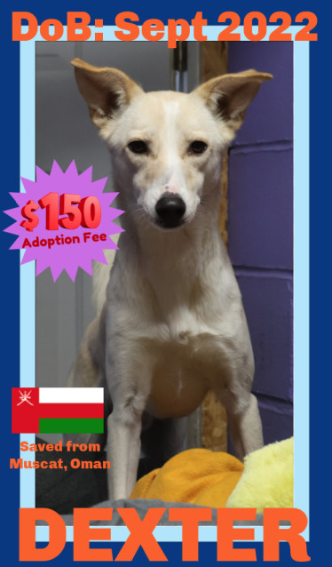DEXTER -$150, an adoptable Whippet, Saluki in Sebec, ME, 04481 | Photo Image 1