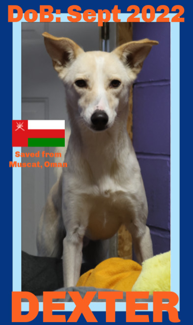 DEXTER, an adoptable Whippet, Saluki in Sebec, ME, 04481 | Photo Image 1
