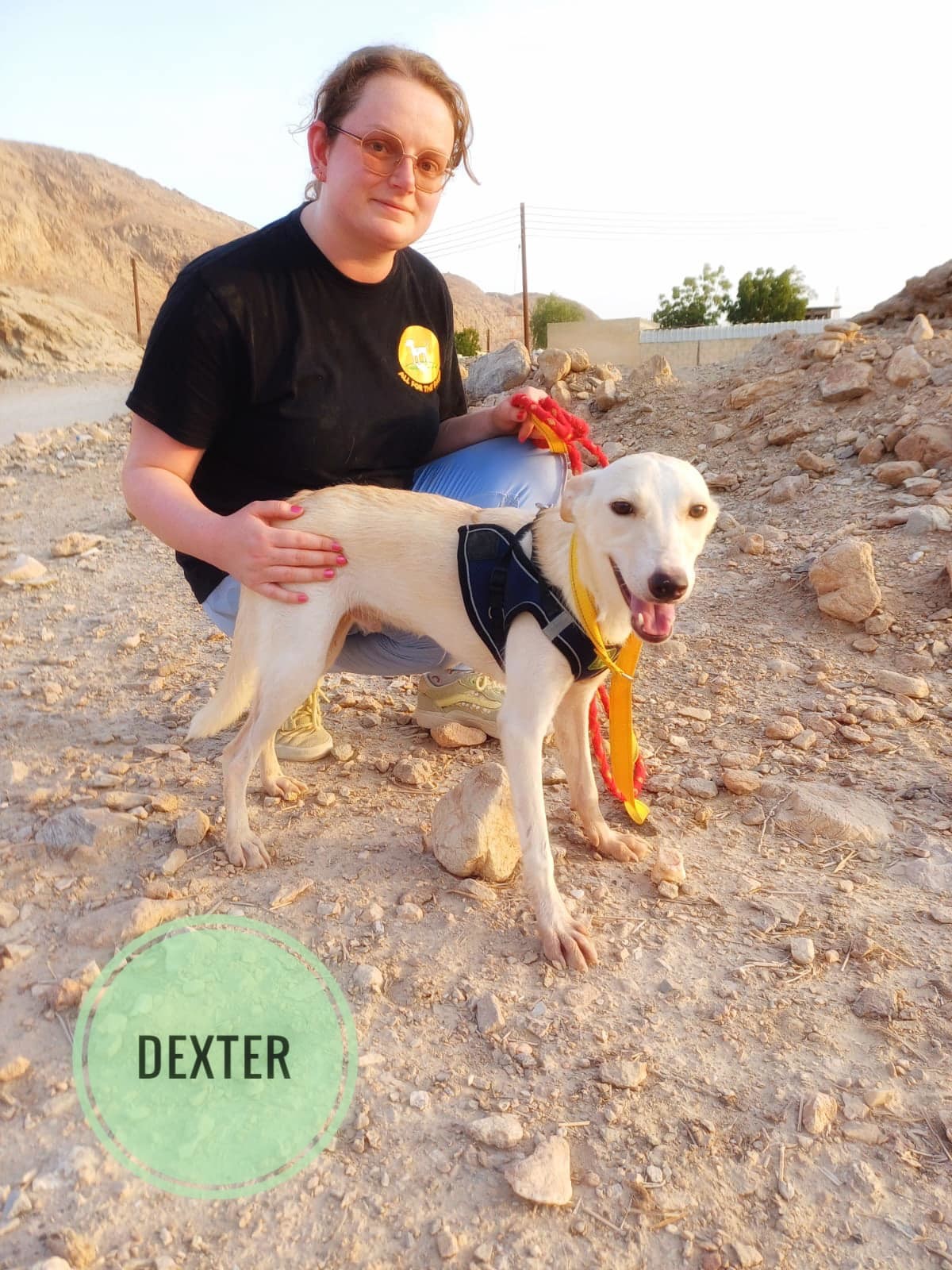 DEXTER -$150, an adoptable Whippet, Saluki in Sebec, ME, 04481 | Photo Image 2