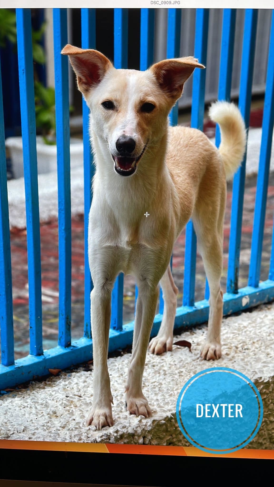 DEXTER -$150, an adoptable Whippet, Saluki in Sebec, ME, 04481 | Photo Image 3