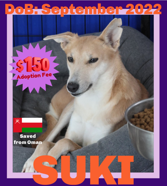SUKI - $150, an adoptable Whippet, Saluki in Sebec, ME, 04481 | Photo Image 1