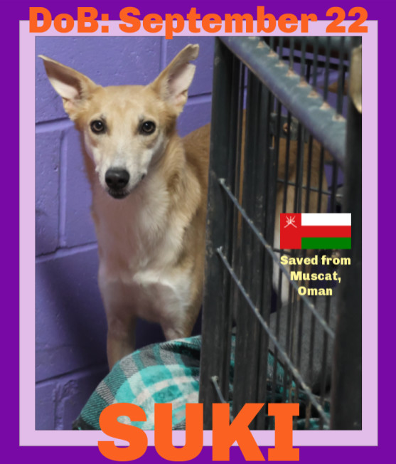 SUKI 1