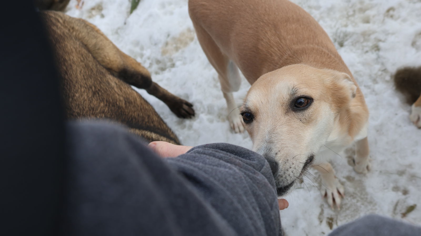 SUKI - $150, an adoptable Whippet, Saluki in Sebec, ME, 04481 | Photo Image 2