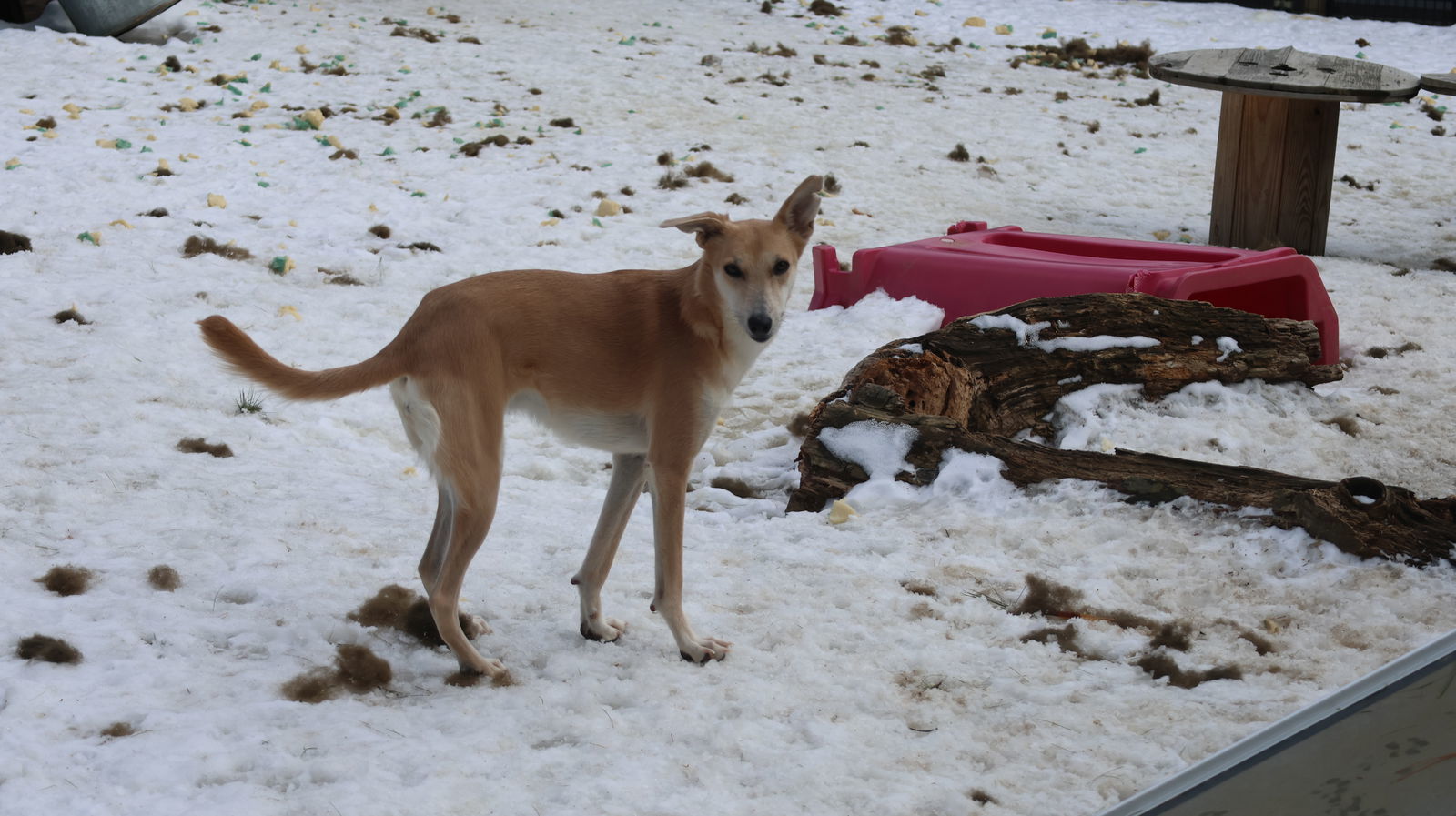 SUKI - $150, an adoptable Whippet, Saluki in Sebec, ME, 04481 | Photo Image 3